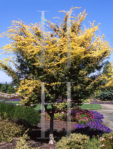 Picture of Acer palmatum 'Ueno homare'