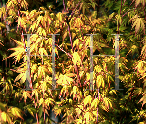 Picture of Acer palmatum 'Ueno homare'