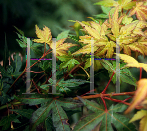 Picture of Acer palmatum 'Ueno yatsubusa'