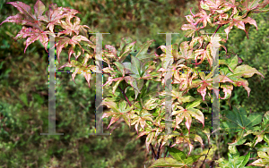 Picture of Acer palmatum 'Ukigumo'