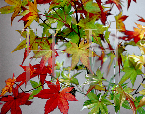 Picture of Acer palmatum 'Ukigumo'