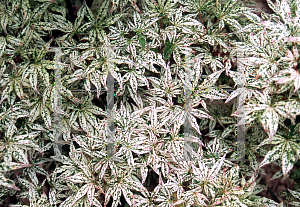 Picture of Acer palmatum 'Ukigumo'