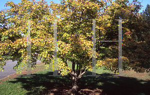 Picture of Acer palmatum 'Aoyagi'