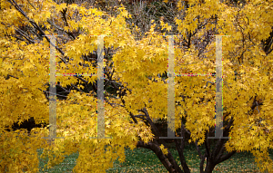 Picture of Acer palmatum 'Aoyagi'