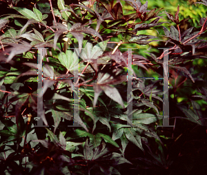 Picture of Acer palmatum (Amoenum Group) 'Uncle Red'