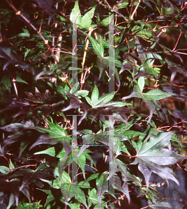 Picture of Acer palmatum (Amoenum Group) 'Uncle Red'