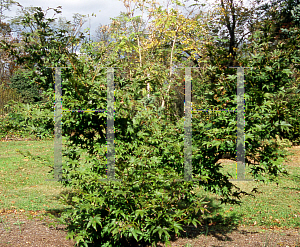 Picture of Acer palmatum (Amoenum Group) 'Utsu semi'