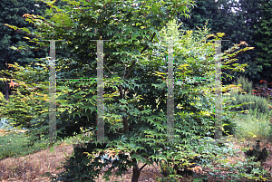 Picture of Acer palmatum (Amoenum Group) 'Utsu semi'