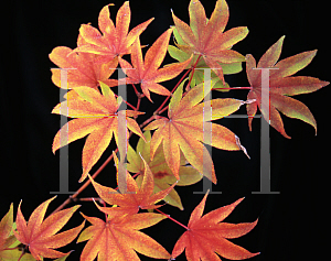 Picture of Acer palmatum (Amoenum Group) 'Utsu semi'