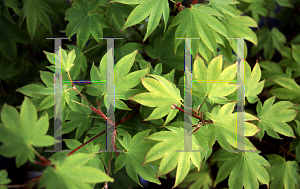 Picture of Acer palmatum (Amoenum Group) 'Utsu semi'