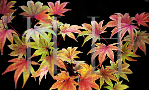 Picture of Acer palmatum (Amoenum Group) 'Utsu semi'