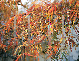 Picture of Acer palmatum (Dissectum Group) 'Dissectum Variegatum'