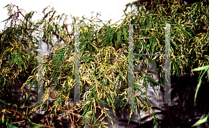 Picture of Acer palmatum (Dissectum Group) 'Dissectum Variegatum'