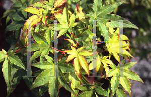 Picture of Acer palmatum (Amoenum Group) 'Ven's Broom'