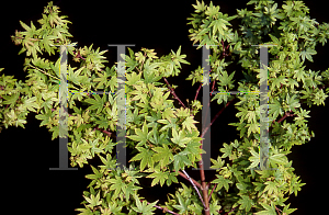 Picture of Acer palmatum (Amoenum Group) 'Ven's Broom'