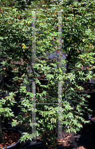 Picture of Acer palmatum (Amoenum Group) 'Ven's Red'