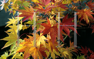 Picture of Acer palmatum (Amoenum Group) 'Ven's Broom'