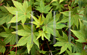 Picture of Acer palmatum (Amoenum Group) 'Ven's Broom'