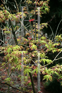 Picture of Acer palmatum (Matsumurae Group) 'Verdant Pavilion'