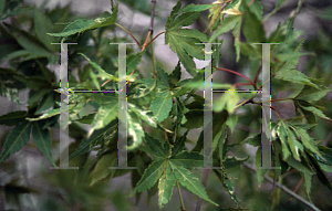 Picture of Acer palmatum (Matsumurae Group) 'Verdant Pavilion'