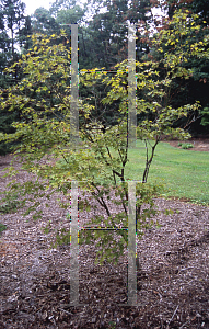 Picture of Acer palmatum (Matsumurae Group) 'Verdant Pavilion'