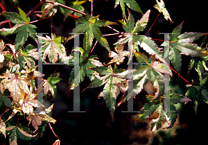Picture of Acer palmatum 'Vermuelen's Variegatum'
