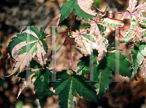 Picture of Acer palmatum 'Vermuelen's Variegatum'