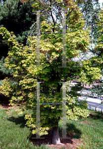 Picture of Acer palmatum (Amoenum Group) 'Versicolor (Argenteovariegatum)'