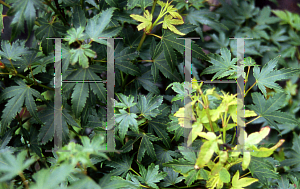 Picture of Acer palmatum 'Vic Broom'