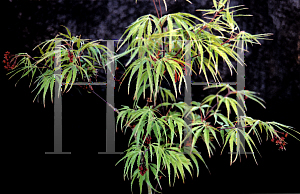 Picture of Acer palmatum (Dissectum Group) 'Vic Pink'