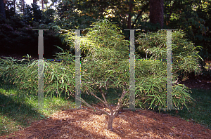 Picture of Acer palmatum(Linearilobum Group) 'Villa Taranto'