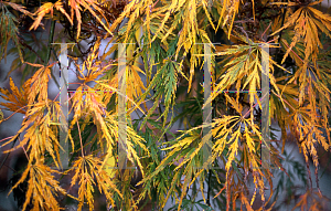 Picture of Acer palmatum (Dissectum Group) 'Viridis'