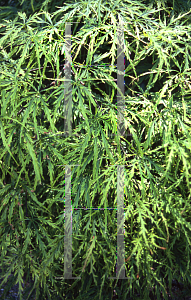 Picture of Acer palmatum (Dissectum Group) 'Viridis'