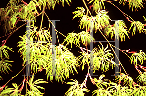 Picture of Acer palmatum (Dissectum Group) 'Viridis'