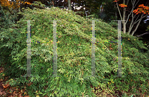 Picture of Acer palmatum (Dissectum Group) 'Viridis'