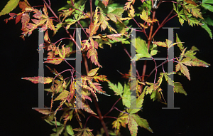 Picture of Acer palmatum (Matsumurae Group) 'Wabi bito (Wabito)'