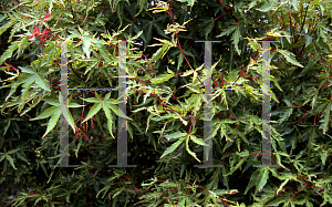 Picture of Acer palmatum (Matsumurae Group) 'Wabi bito (Wabito)'