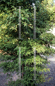 Picture of Acer palmatum (Matsumurae Group) 'Wabi bito (Wabito)'