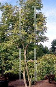 Picture of Acer palmatum (Matsumurae Group) 'Wabi bito (Wabito)'