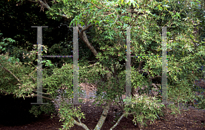 Picture of Acer palmatum (Matsumurae Group) 'Wabi bito (Wabito)'