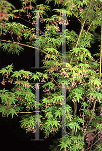 Picture of Acer palmatum 'Waka midori'