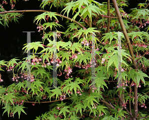 Picture of Acer palmatum 'Waka midori'