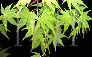 Picture of Acer palmatum 'Waka momiji'