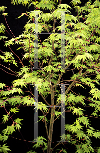 Picture of Acer palmatum 'Waka momiji'