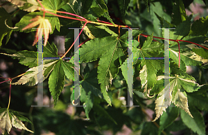 Picture of Acer palmatum 'Waka momiji'