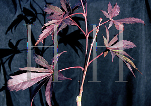 Picture of Acer palmatum (Matsumurae Group) 'Wakehurst Pink'