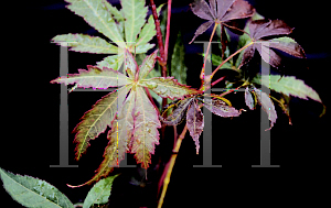 Picture of Acer palmatum (Matsumurae Group) 'Wakehurst Pink'