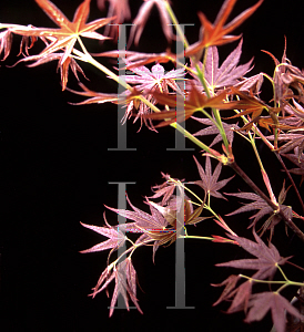 Picture of Acer palmatum 'Walley's #2'