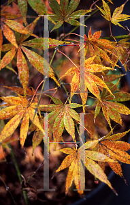 Picture of Acer palmatum 'Walley's #1'