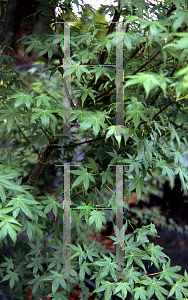 Picture of Acer palmatum 'Walley's #1'